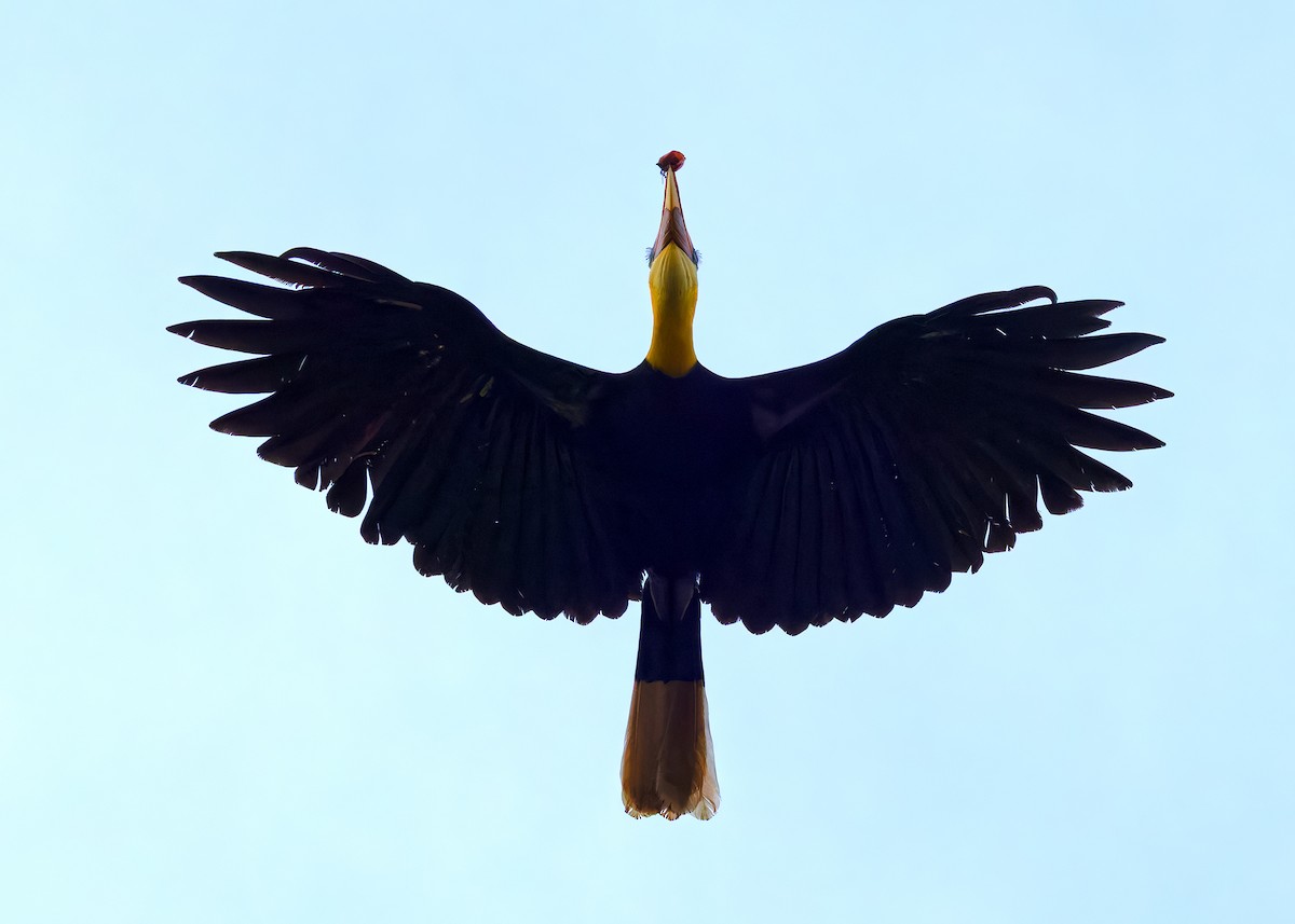 Wrinkled Hornbill - ML642103855