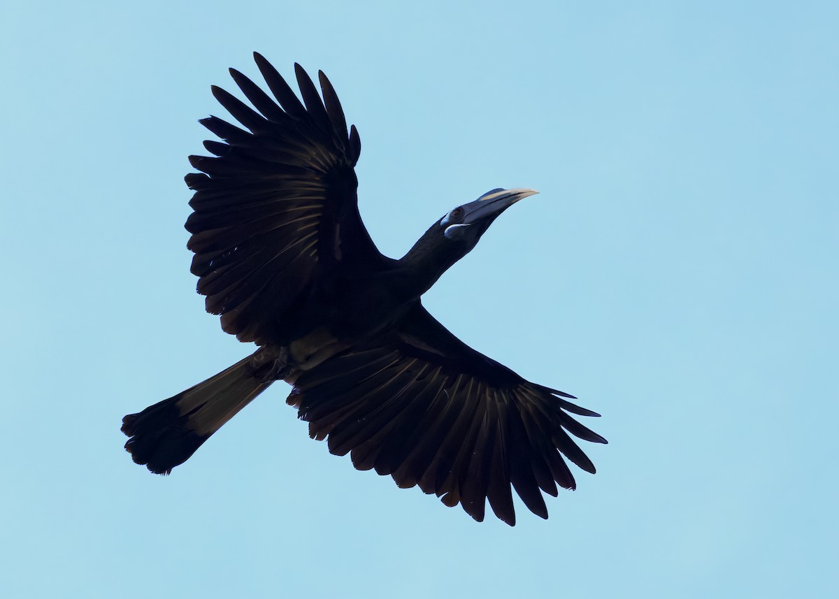 Bushy-crested Hornbill - ML642103857