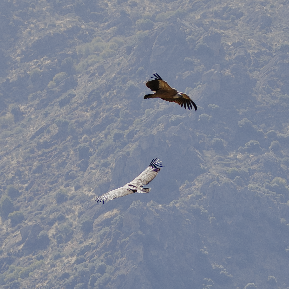 Eurasian Griffon - ML642103858