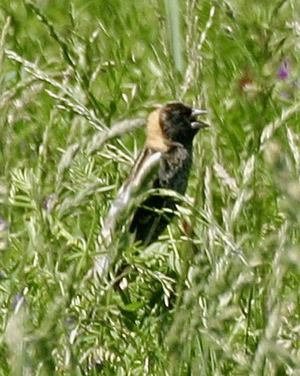 Bobolink - ML642103860