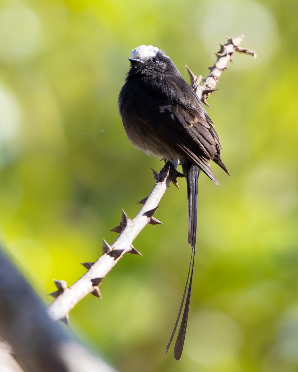 Long-tailed Tyrant - ML642103861