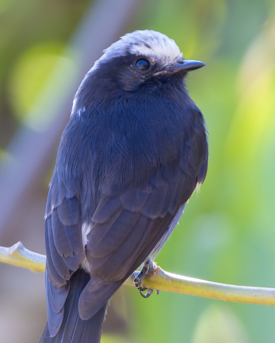 Long-tailed Tyrant - ML642103862