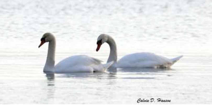 Mute Swan - ML642103863
