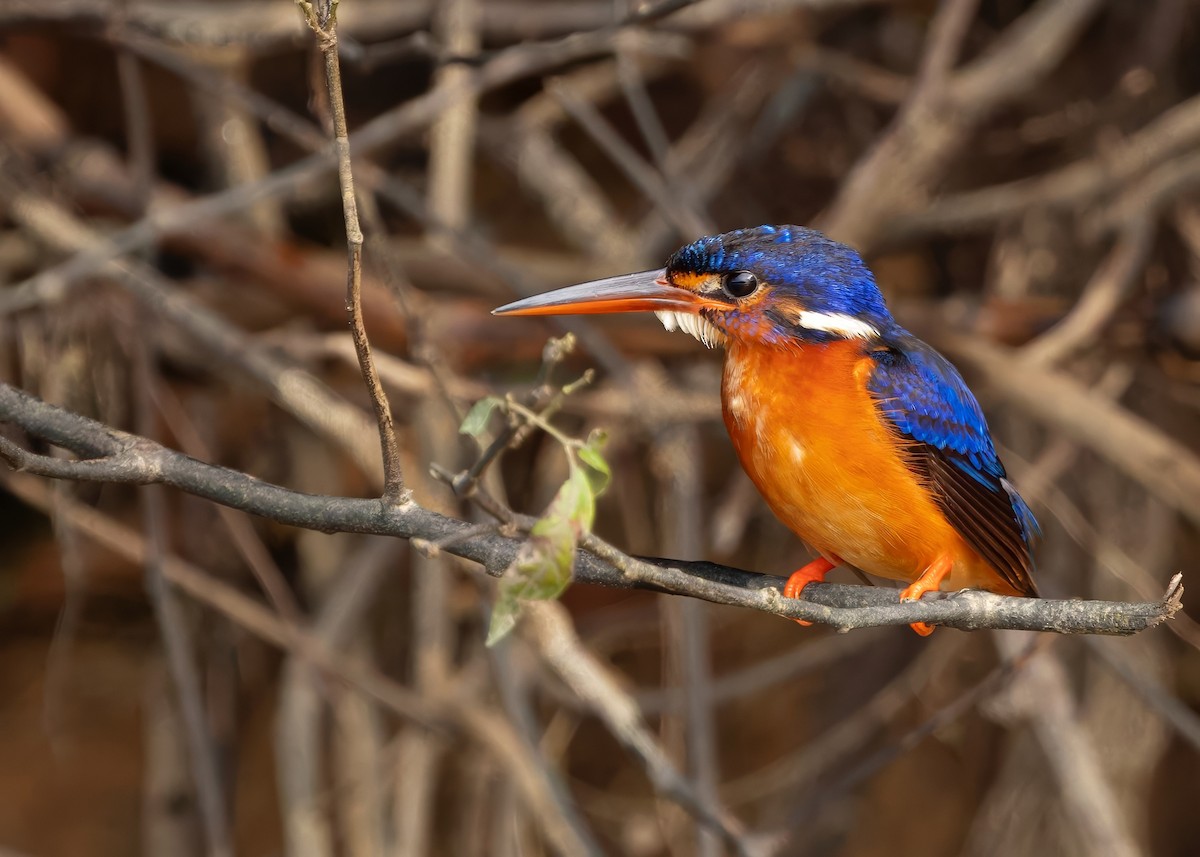 Blue-eared Kingfisher - ML642103864