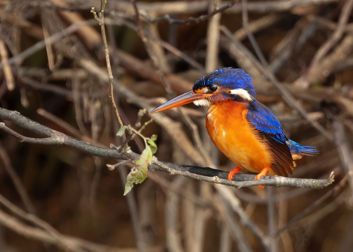 Blue-eared Kingfisher - ML642103865