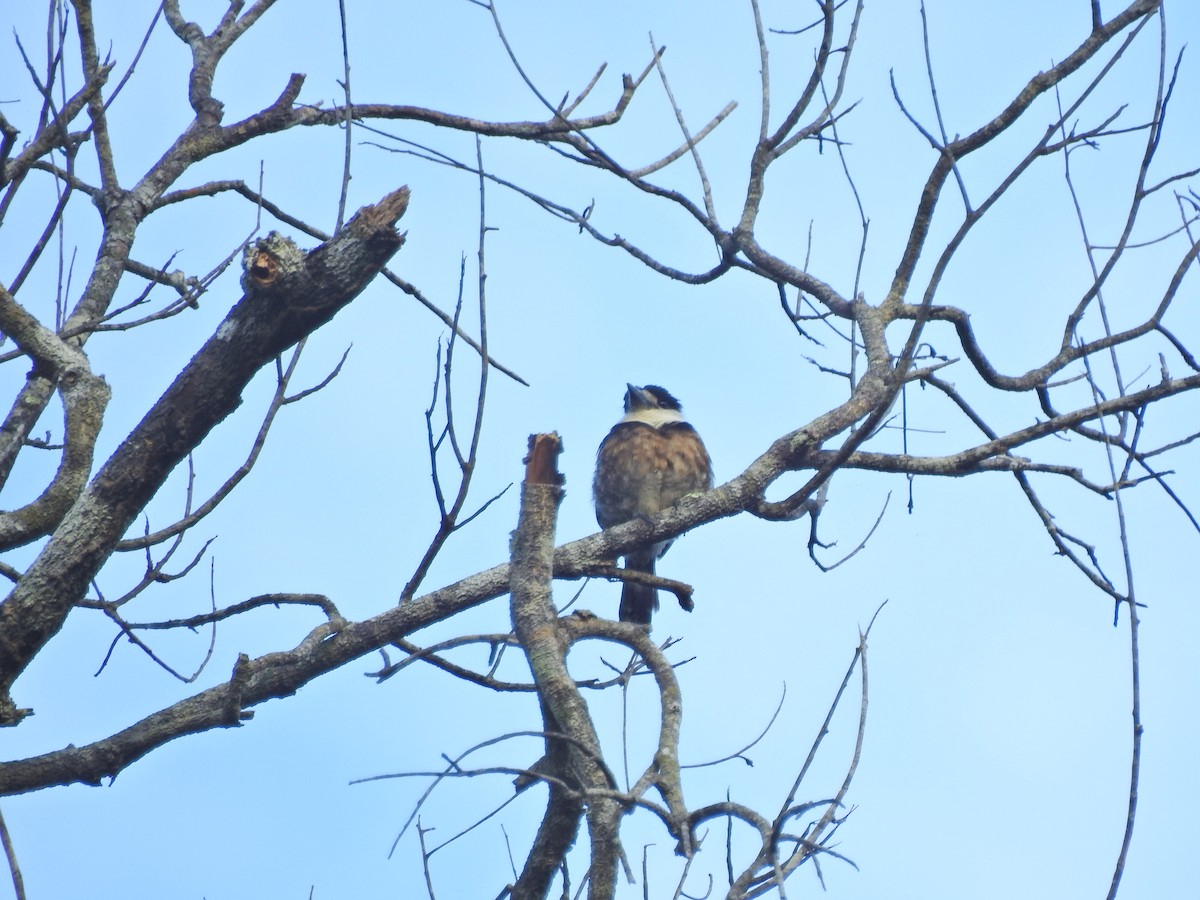 Brown-banded Puffbird - ML642103885