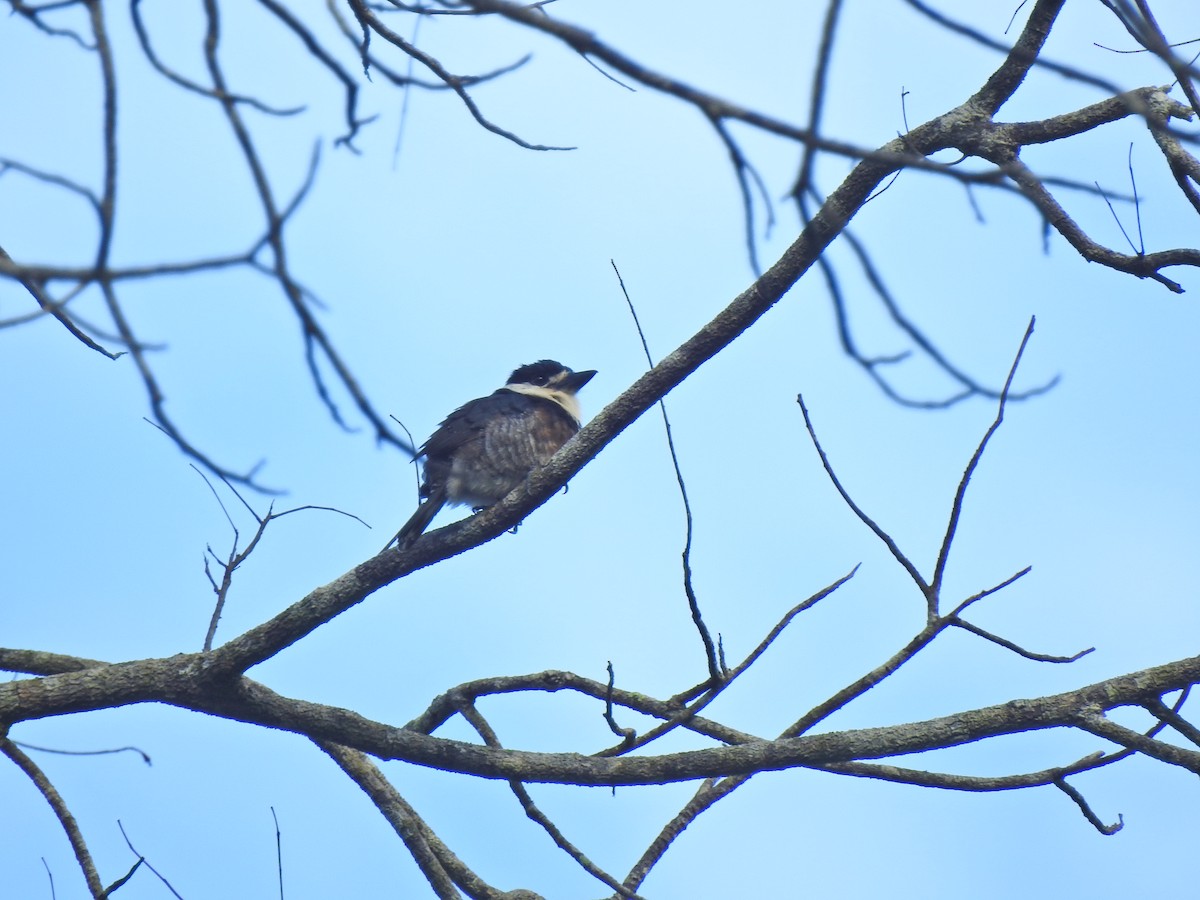 Brown-banded Puffbird - ML642103886