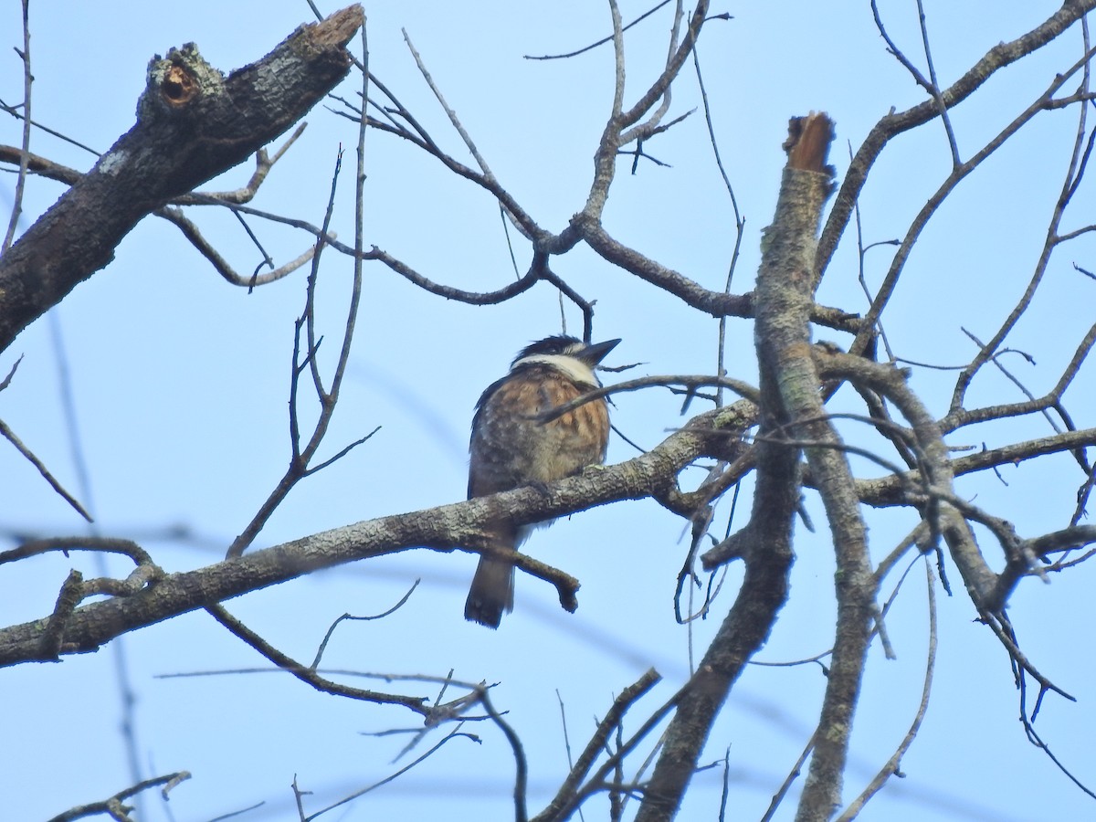 Brown-banded Puffbird - ML642103887
