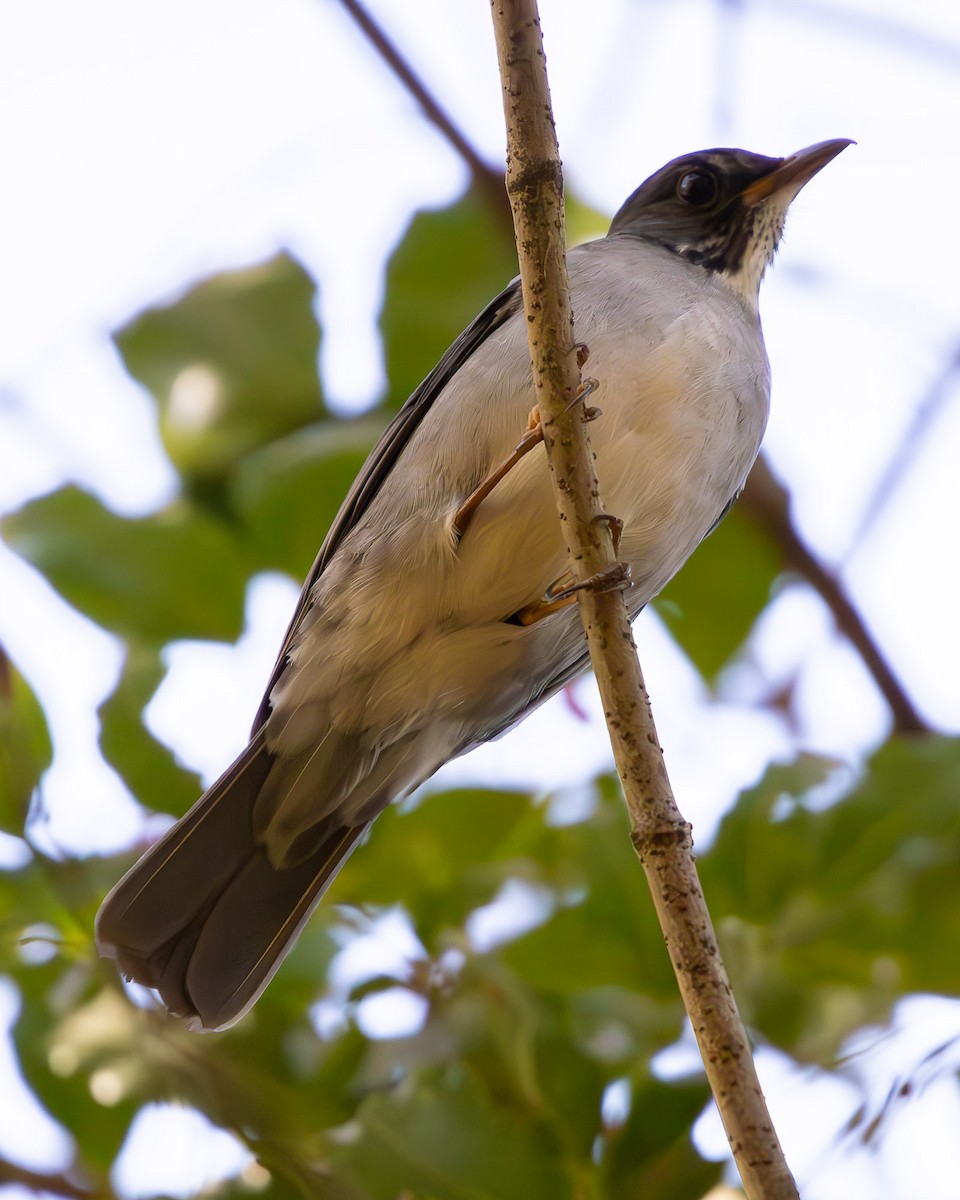 Blacksmith Thrush - ML642103896