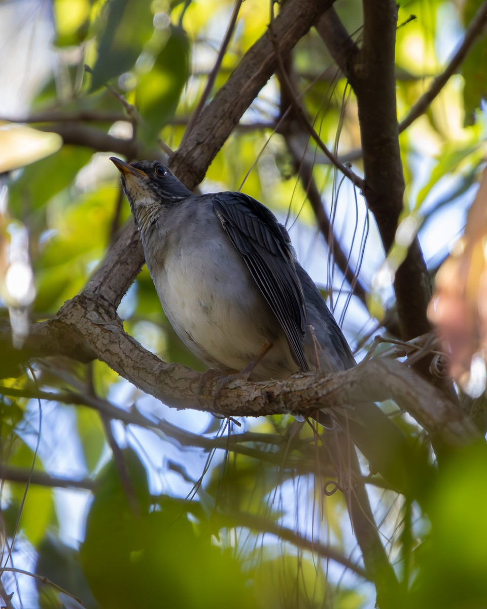 Blacksmith Thrush - ML642103899