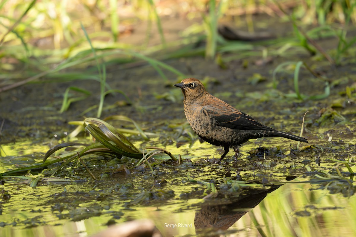 Rusty Blackbird - ML642103964
