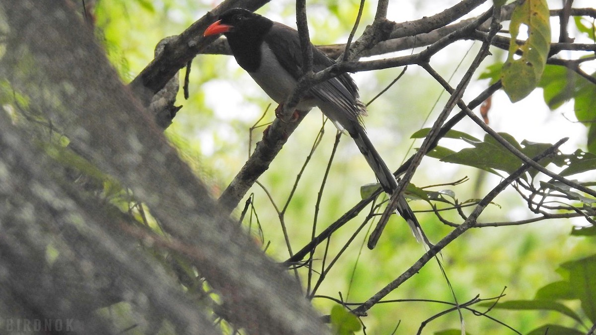 Red-billed Blue-Magpie - ML642103965