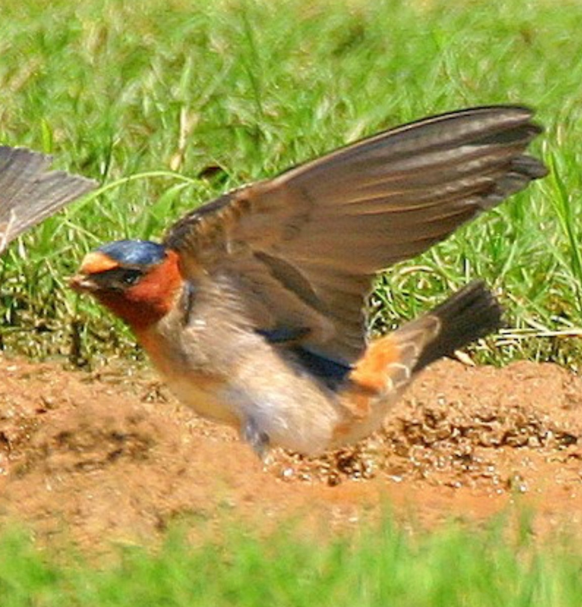 Cliff Swallow (pyrrhonota Group) - ML642103968