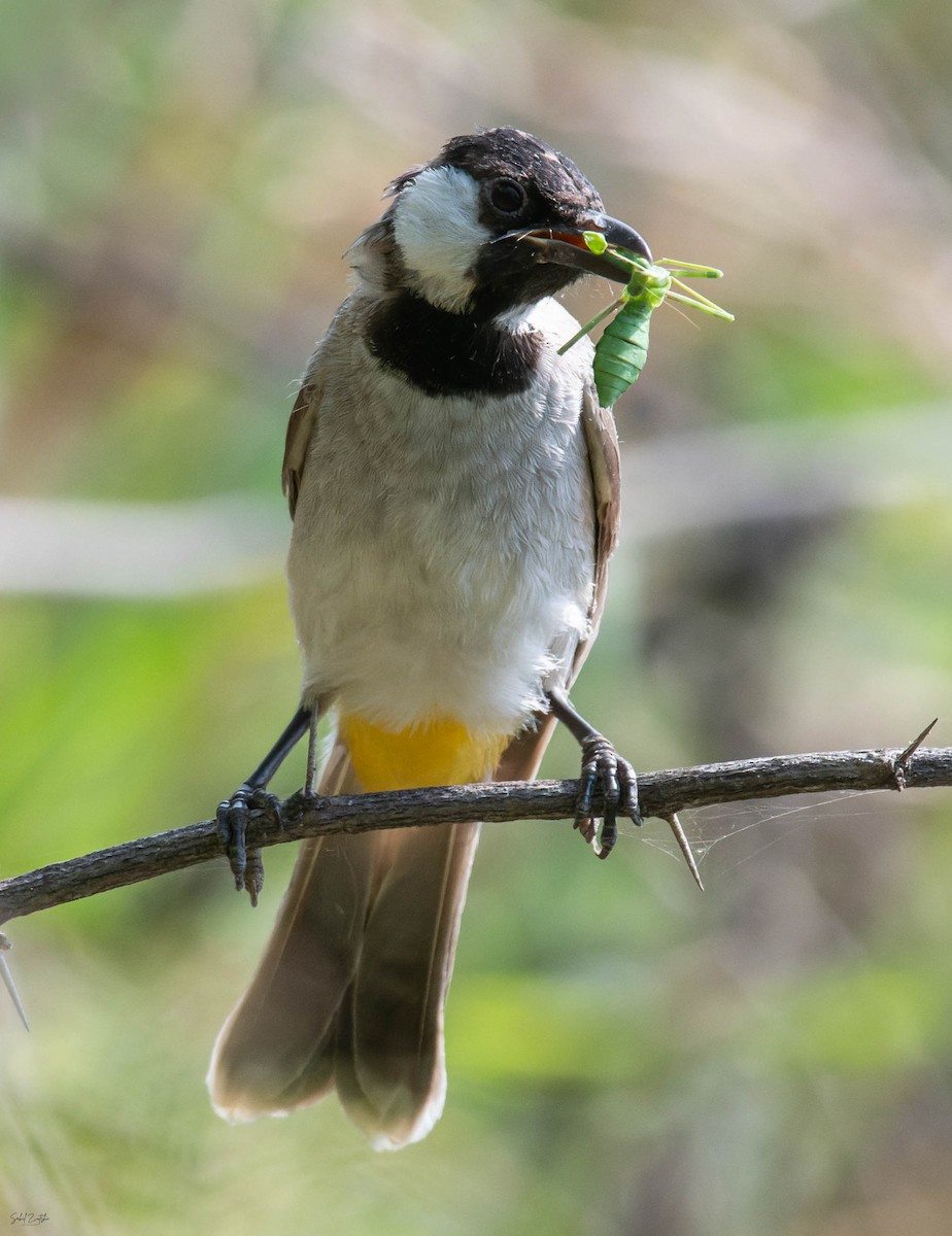 White-eared Bulbul - ML642103979