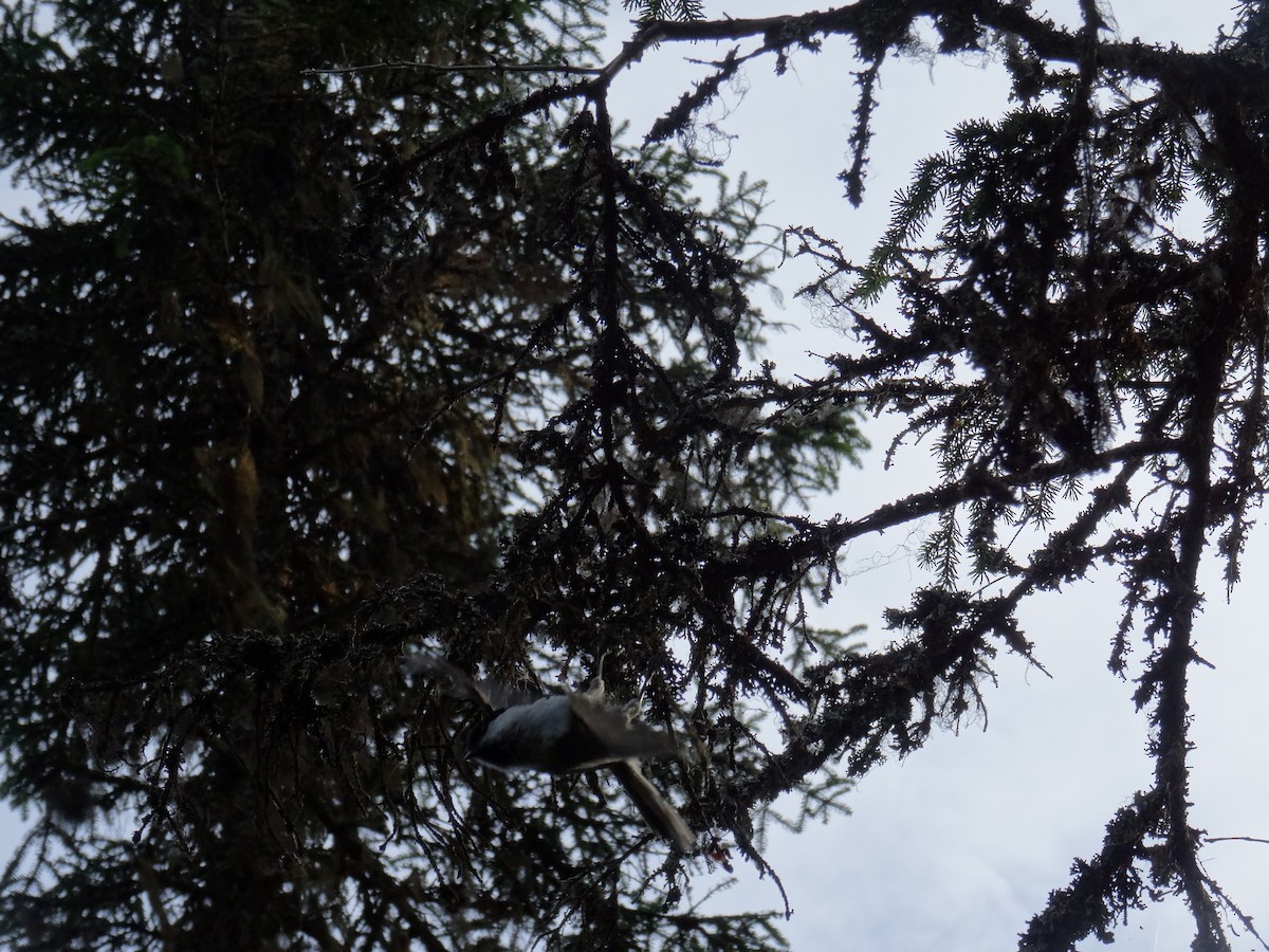Mésange boréale - ML642103982