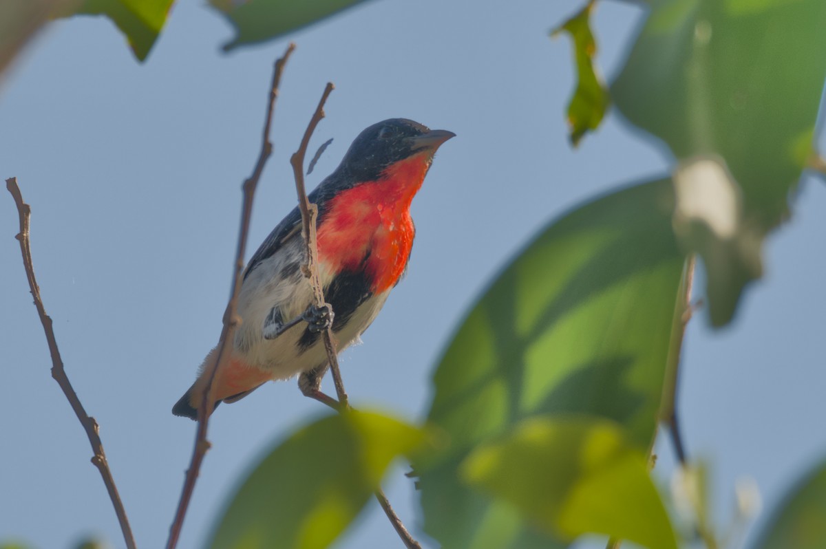 Mistletoebird - ML642103985