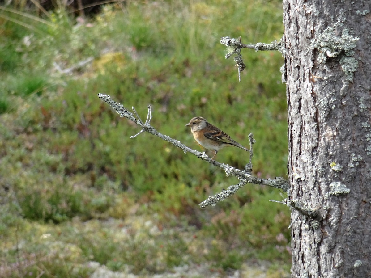 bjørkefink - ML642103988
