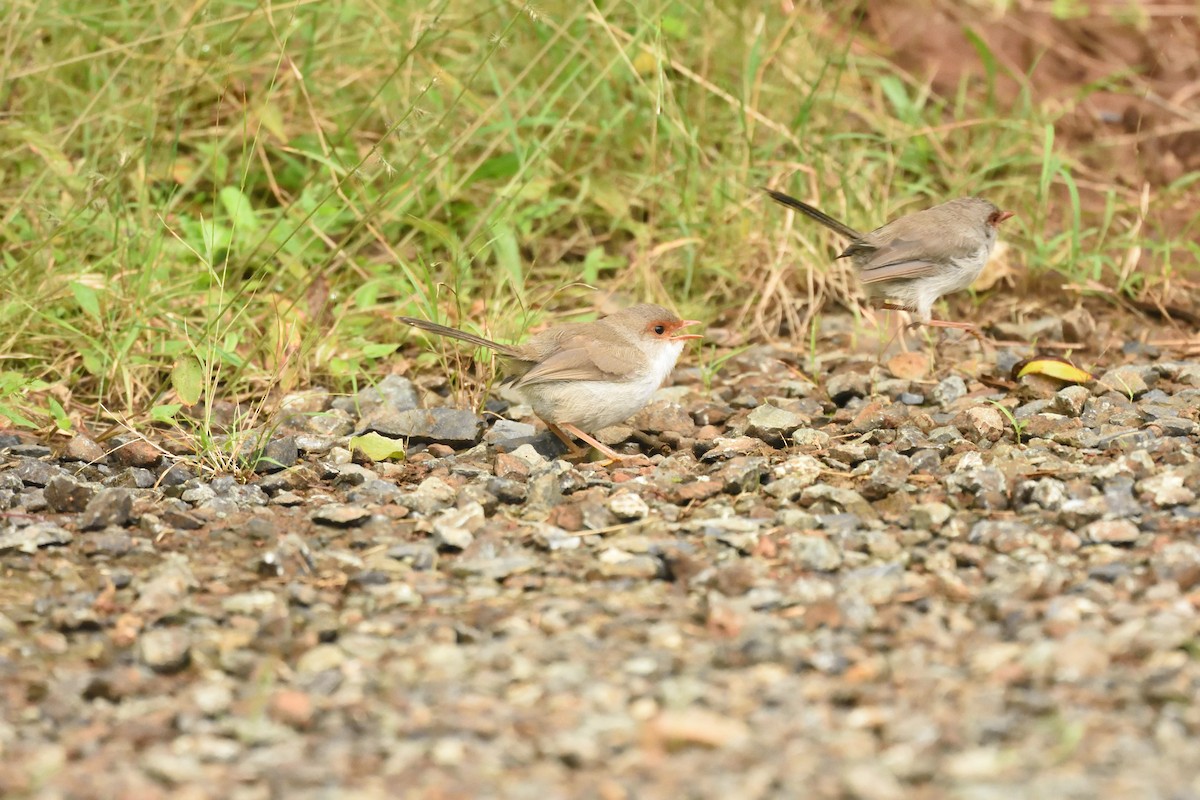 Superb Fairywren - ML642103989