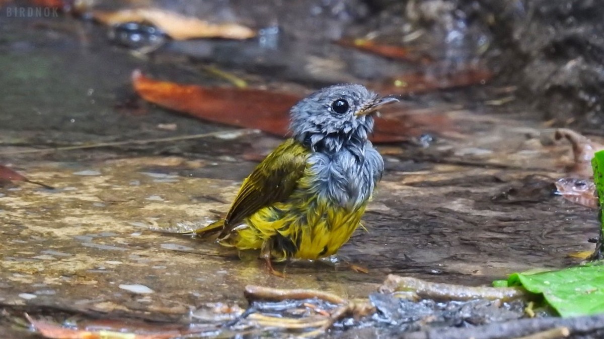 Gray-headed Canary-Flycatcher - ML642103994