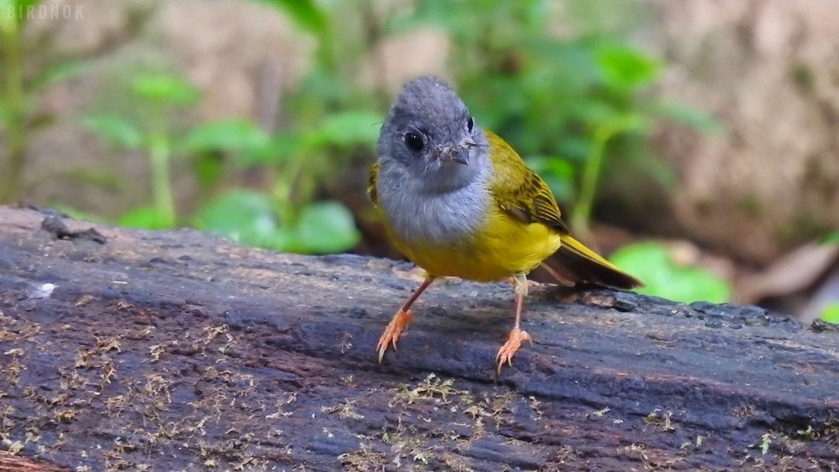 Gray-headed Canary-Flycatcher - ML642103995