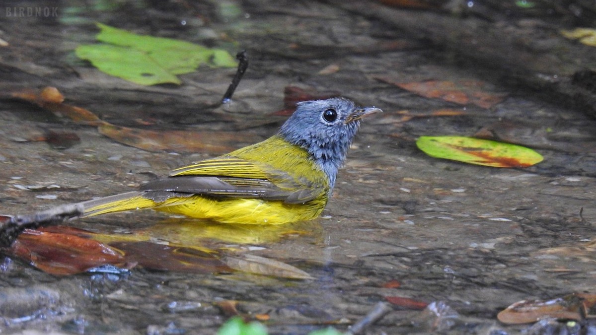 Gray-headed Canary-Flycatcher - ML642103996
