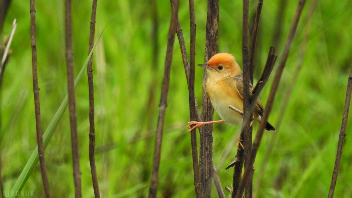 Golden-headed Cisticola - ML642103999
