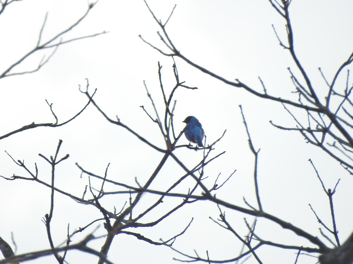 Swallow Tanager - ML642104001