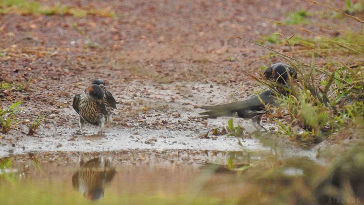 Eastern Red-rumped Swallow (Striated) - ML642104006