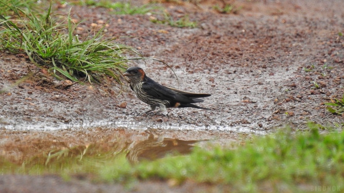 Eastern Red-rumped Swallow (Striated) - ML642104007