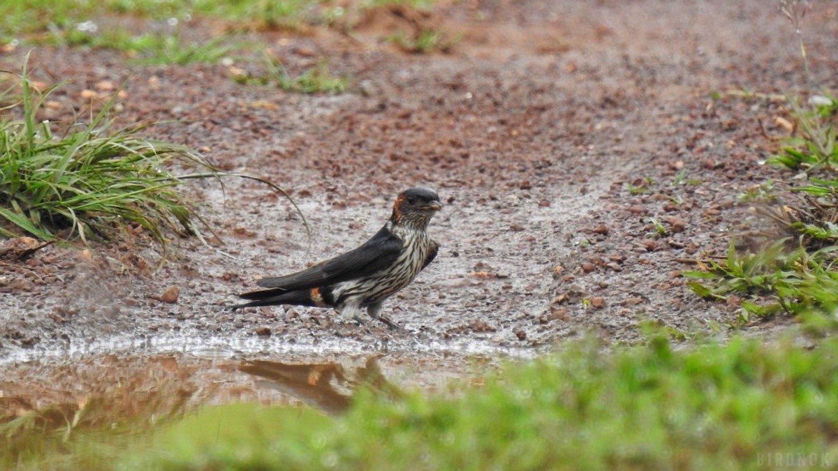 Eastern Red-rumped Swallow (Striated) - ML642104008