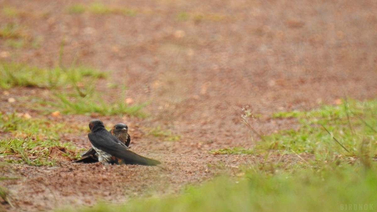 Eastern Red-rumped Swallow (Striated) - ML642104009