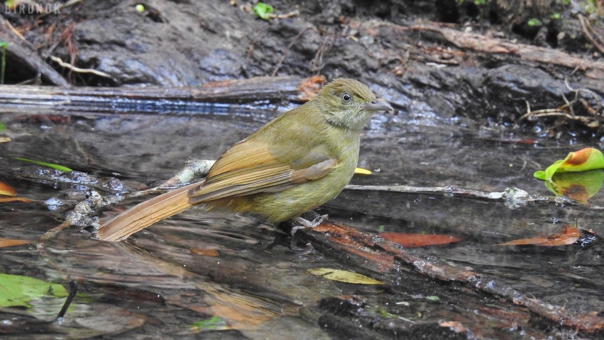 Gray-eyed Bulbul - ML642104025