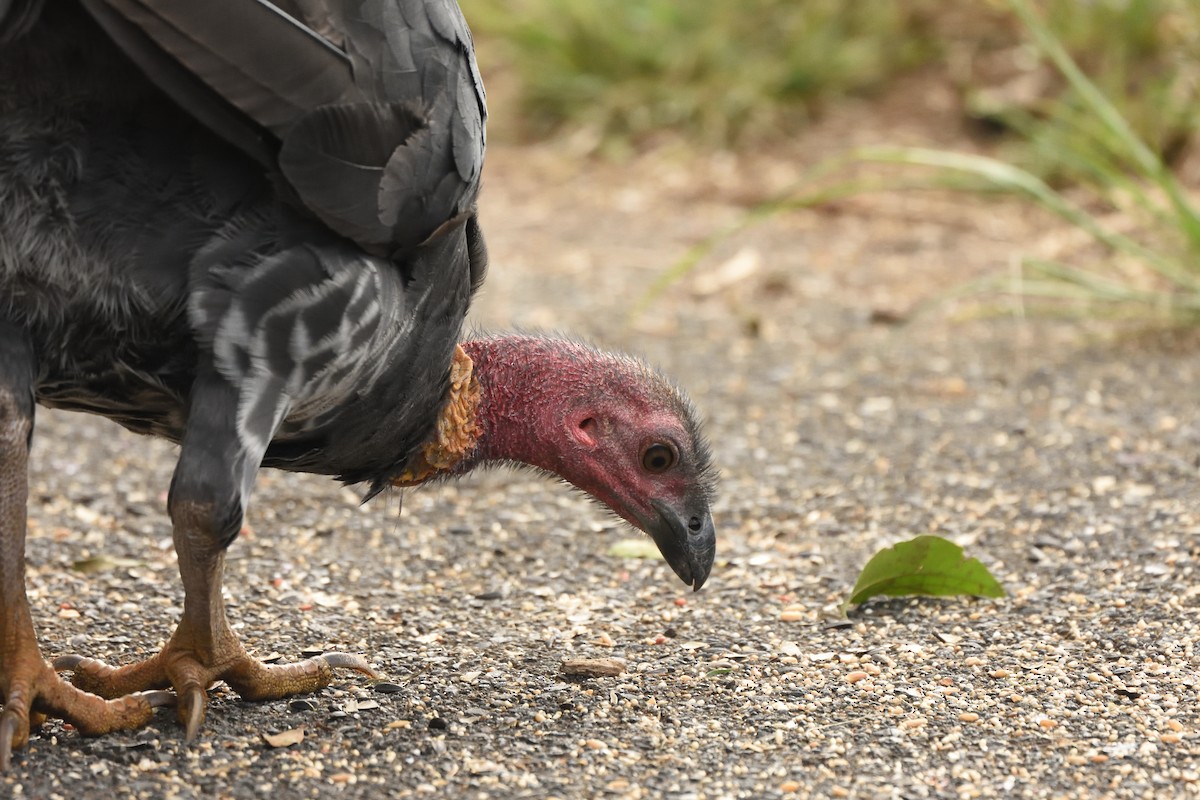 Australian Brushturkey - ML642104028