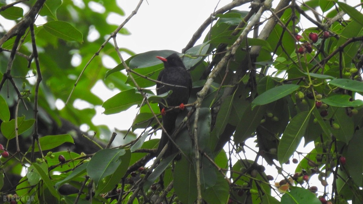 Black Bulbul - ML642104029