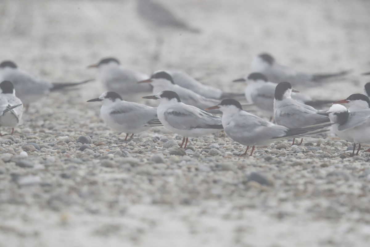 Common Tern - ML642104030