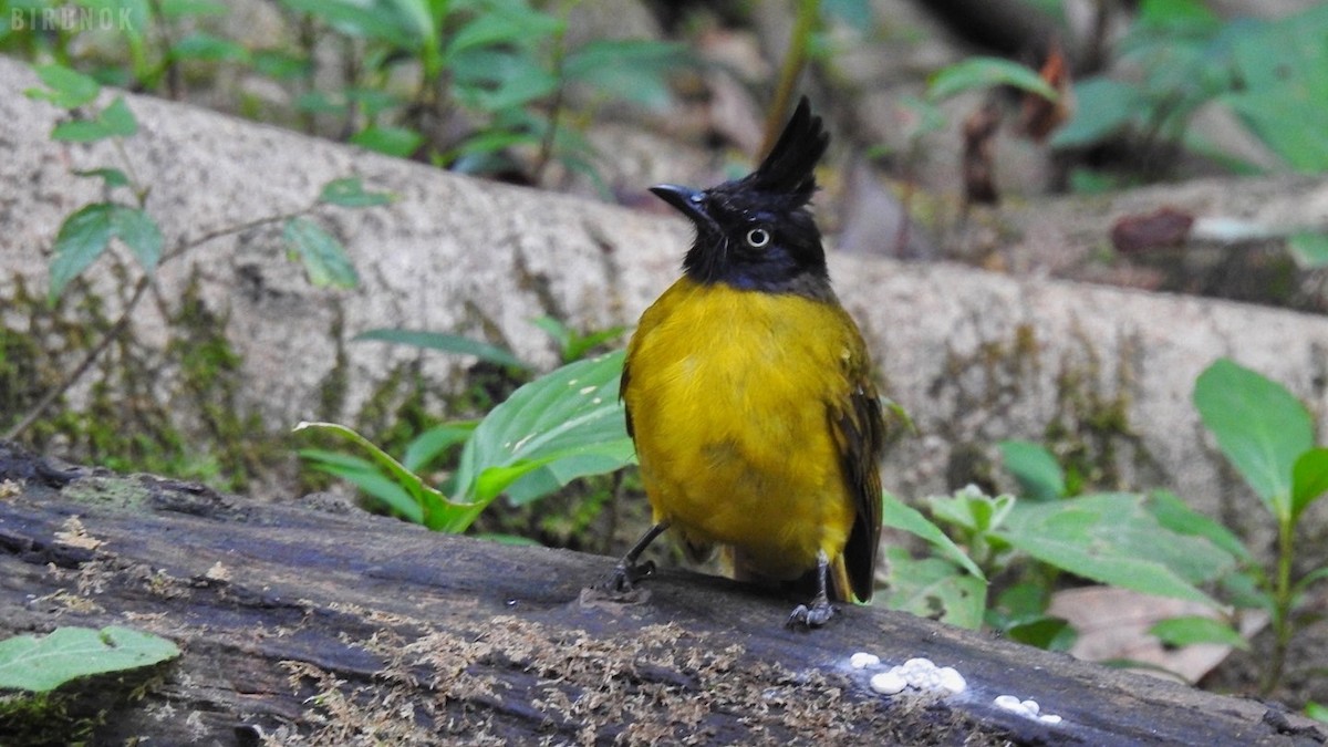 Black-crested Bulbul - ML642104031