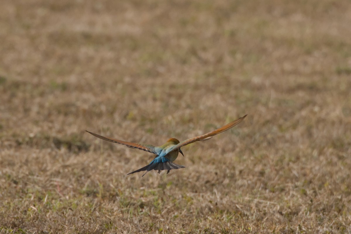 Rainbow Bee-eater - ML642104033