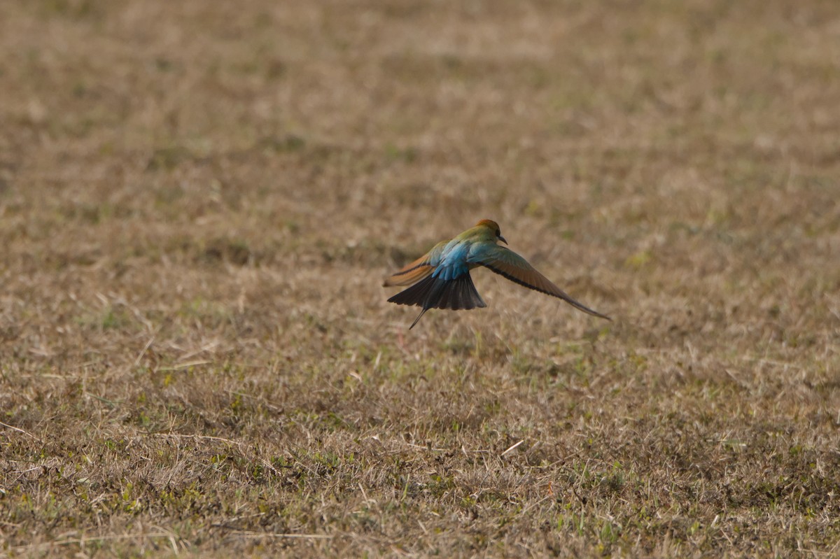Rainbow Bee-eater - ML642104036
