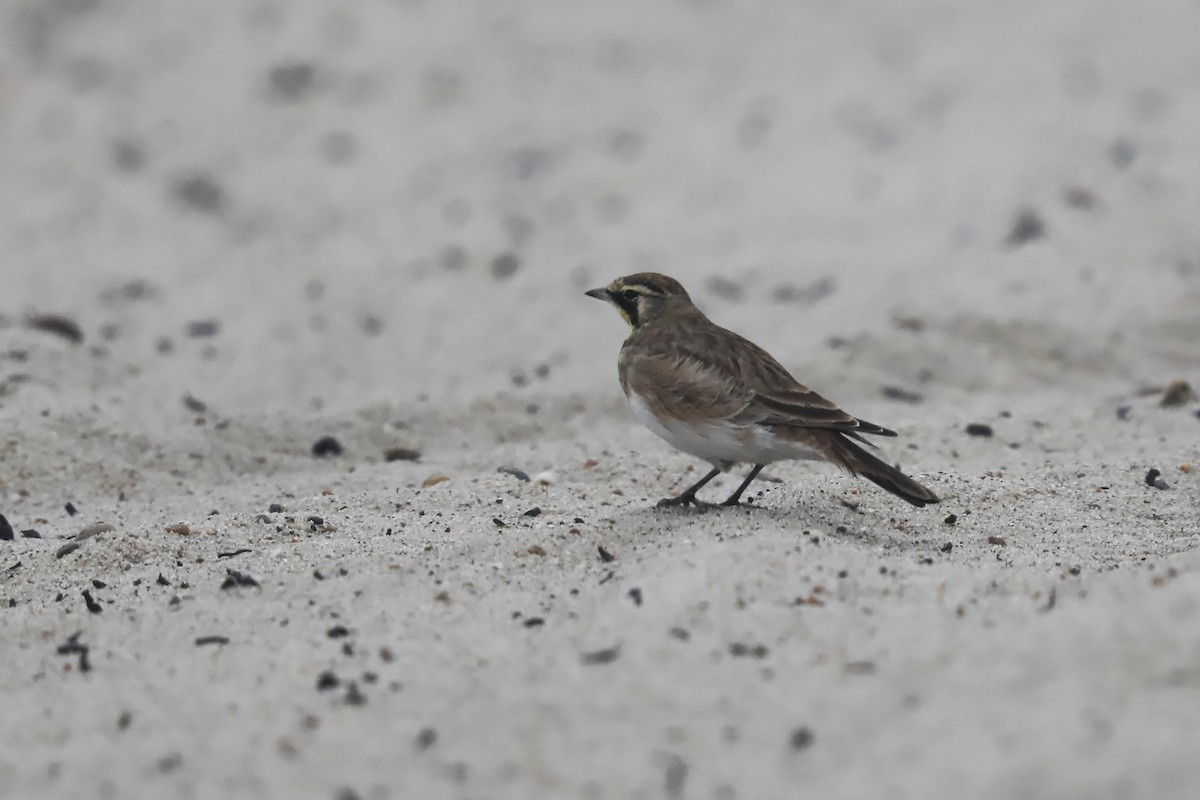 Horned Lark - ML642104037