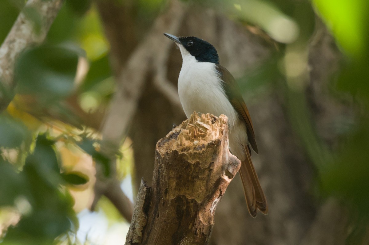 Shining Flycatcher - ML642104042