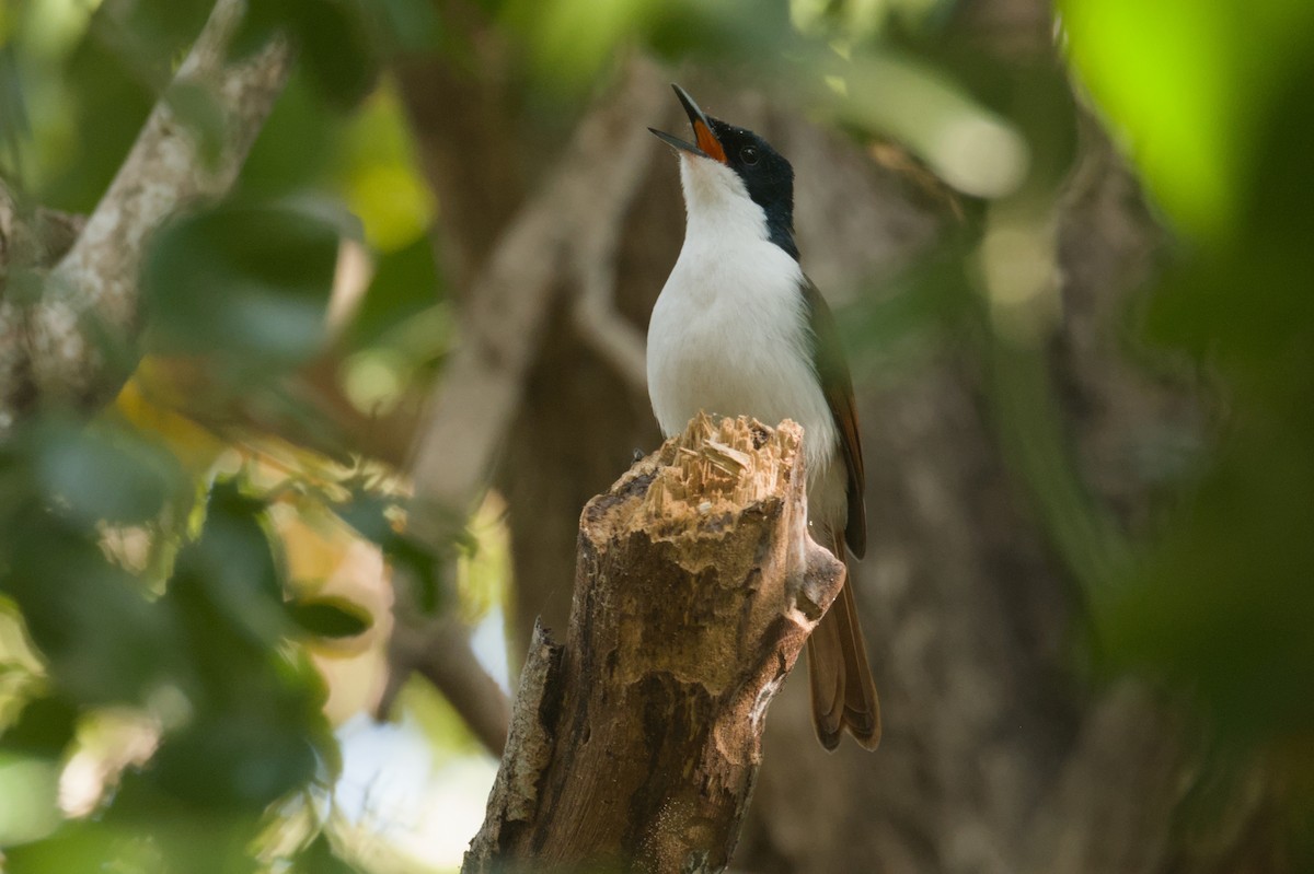 Shining Flycatcher - ML642104043