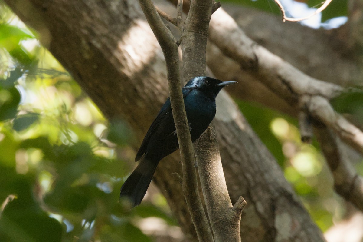 Shining Flycatcher - ML642104044