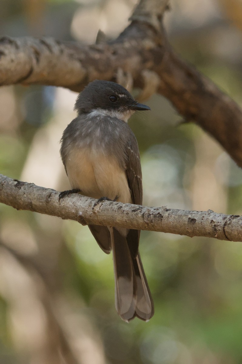 Northern Fantail - ML642104046
