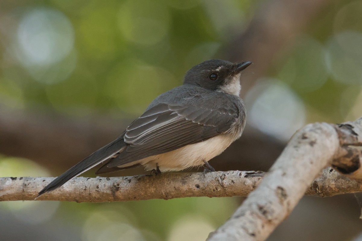 Northern Fantail - ML642104047