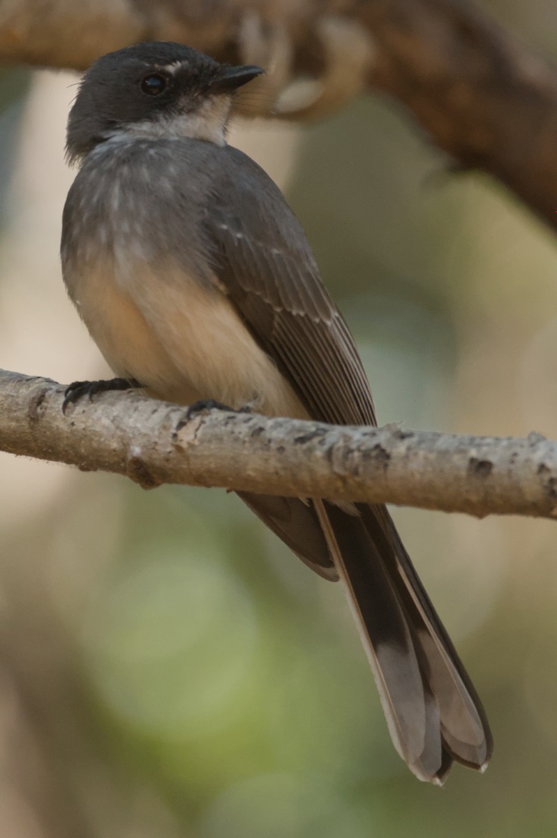 Northern Fantail - ML642104048