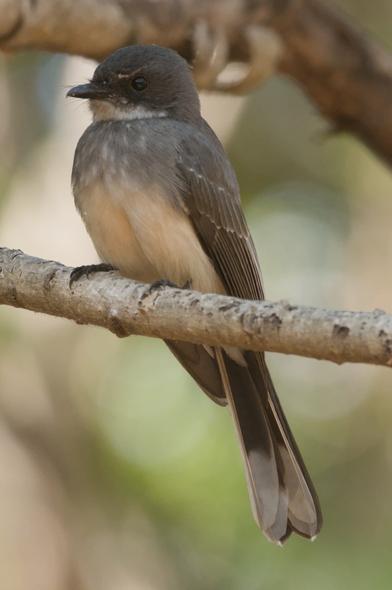 Northern Fantail - ML642104049