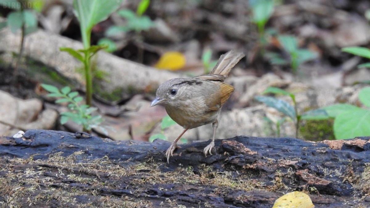 Brown-cheeked Fulvetta - ML642104050