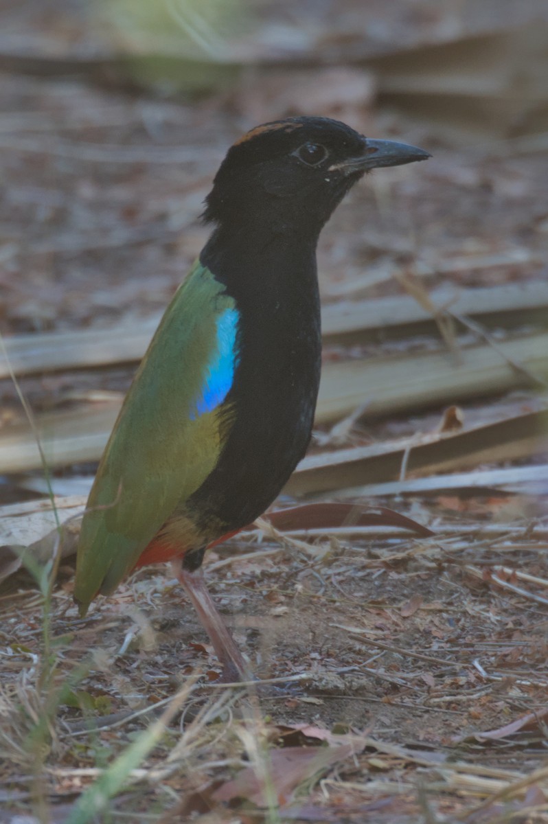 Rainbow Pitta - ML642104059