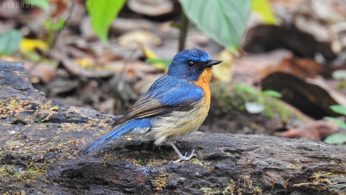 Hill Blue Flycatcher - ML642104062