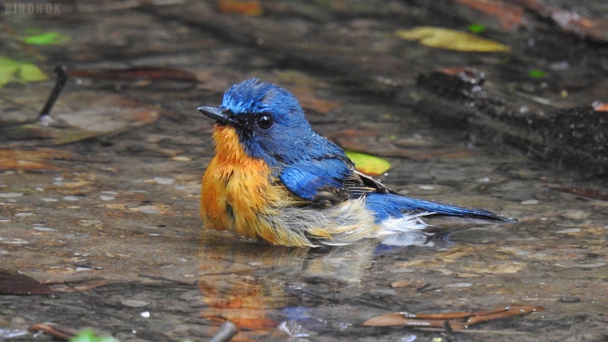 Hill Blue Flycatcher - ML642104063